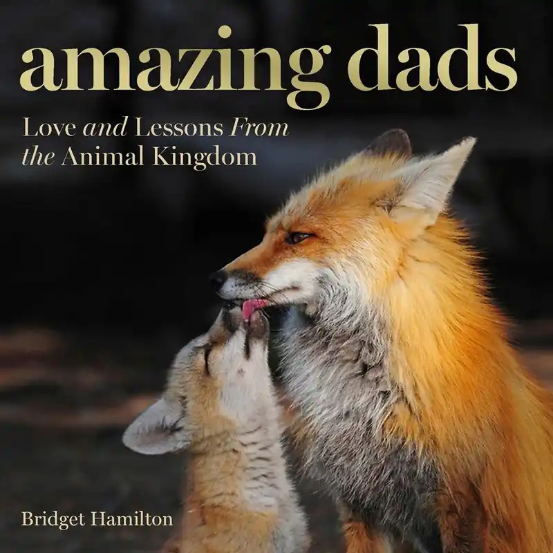 Modern Amazing Dads: Love and Lessons From the Animal Kingdom (Carton of 42 Hardcover Books)