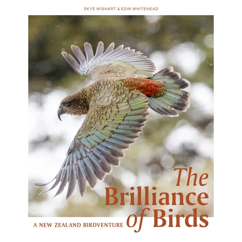 Affordable The Brilliance of Birds Trade Paperback