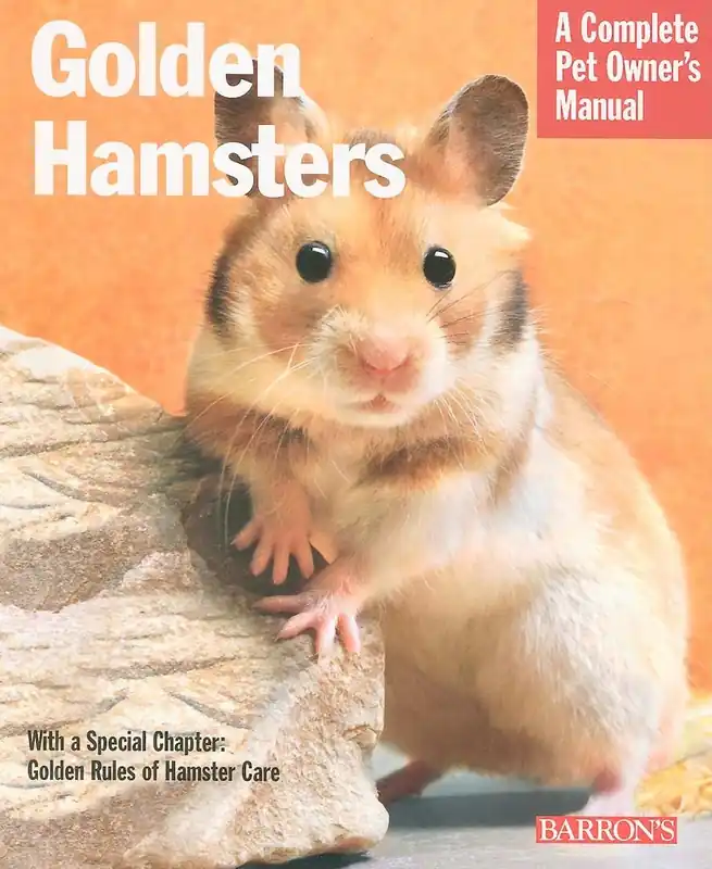 Golden Hamsters Direct From Factory